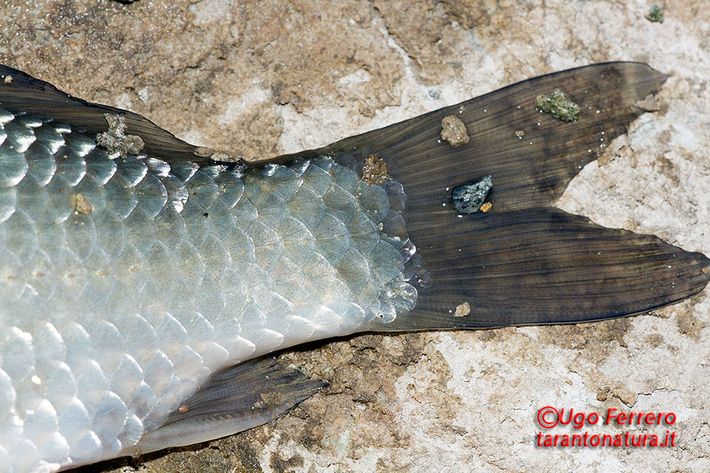 Lepomis gibbosus e Carassius auratus